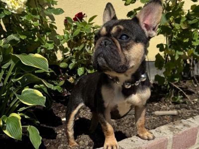 IKC Registered French Bulldogs Girls in Dublin