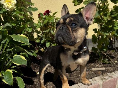 IKC French Bulldogs Girls