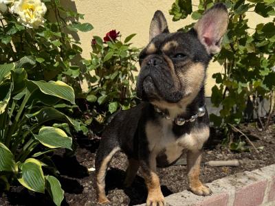 IKC French Bulldogs Girls