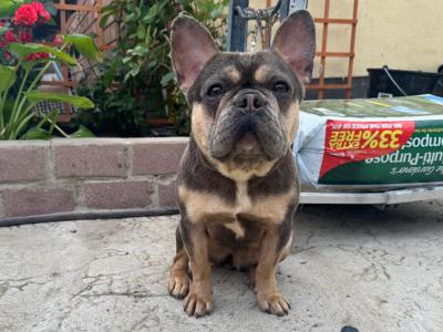 IKC Registered French Bulldogs Girls in Dublin