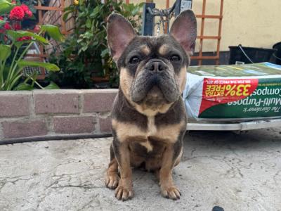 Ready to go, IKC Registered female French Bulldogs in Dublin