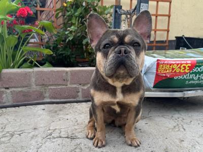 IKC Registered French Bulldogs Girls in Dublin