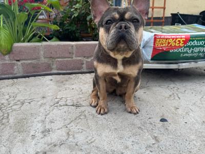 IKC French Bulldogs Girls