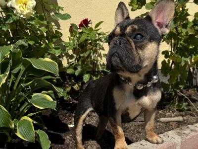 IKC French Bulldogs Girls