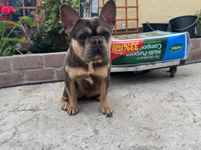 IKC French Bulldogs Girls