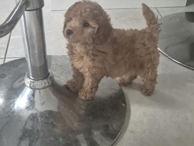 Female Minature Poodle puppy in Cork