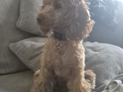 Female Minature Poodle puppy in Cork