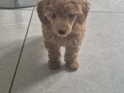 Female Minature Poodle puppy in Cork