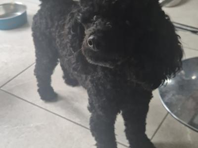 Female Minature Poodle puppy in Cork