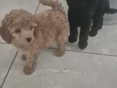 Female Minature Poodle puppy in Cork