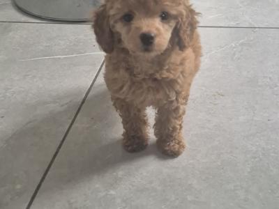 Female Minature Poodle puppy in Cork