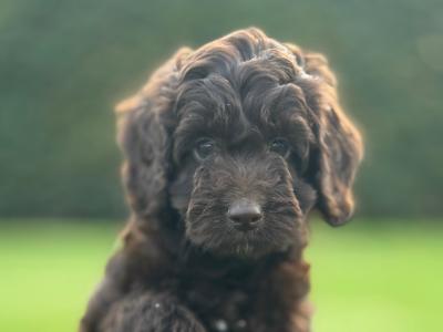 Gorgeous Chocolate Cockapoo puppies female in Waterford