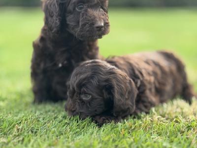 Gorgeous Chocolate Cockapoo puppies female in Waterford