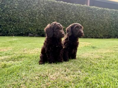 Gorgeous Chocolate Cockapoo puppies female in Waterford