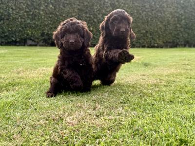 Gorgeous Chocolate Cockapoo puppies female in Waterford