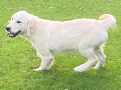 IKC Registered Golden Retriever puppies in Carlow