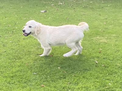 IKC Registered Golden Retriever puppies in Carlow