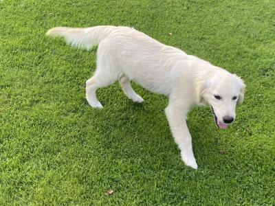 IKC Registered Golden Retriever puppies in Carlow
