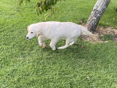 IKC Registered Golden Retriever puppies in Carlow