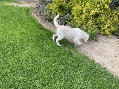 IKC Registered Golden Retriever puppies in Carlow