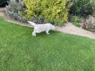 IKC Registered Golden Retriever puppies in Carlow