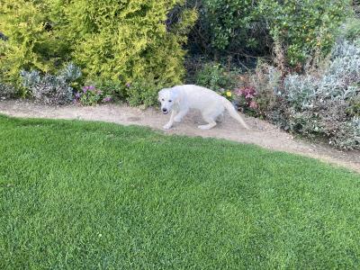 IKC Registered Golden Retriever puppies in Carlow