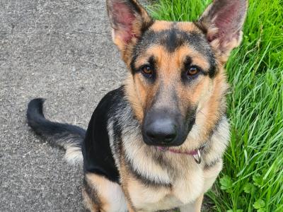 Female German Shepherd puppy 9 months old in Sligo. Excellent family dog