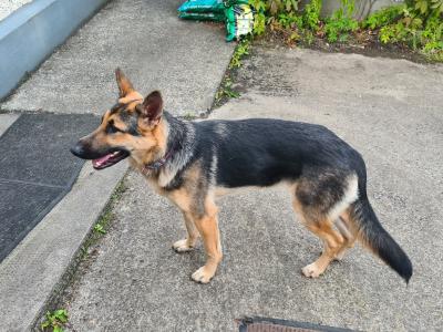 Female German Shepherd puppy 9 months old in Sligo. Excellent family dog