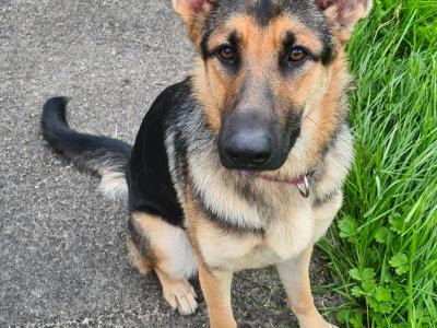 Female German Shepherd puppy 9 months old in Sligo. Excellent family dog