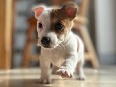 Jack Russell X puppies for sale in Limerick