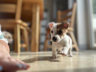 Jack Russell pups for sale
