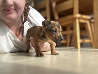 Jack Russell pups for sale