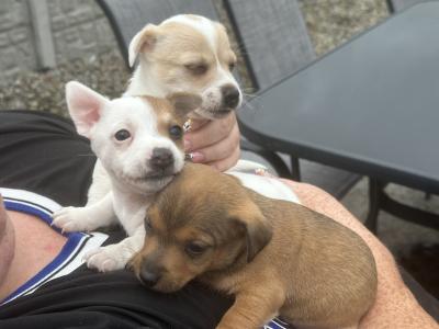 Jack Russell pups for sale