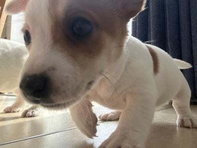 Jack Russell pups for sale