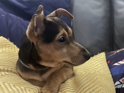 Jack Russell pups for sale