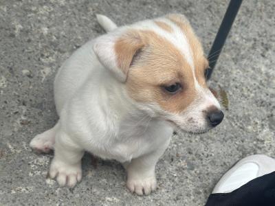Jack Russell X puppy “only one left!!” in Limerick