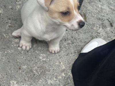 Jack Russell pups for sale