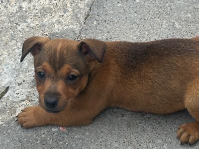 Jack Russell X puppy “only one left!!” in Limerick