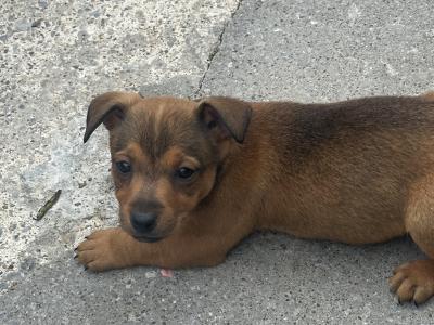 Jack Russell pups for sale