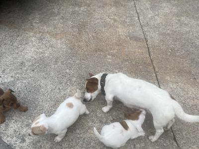 Jack Russell pups for sale