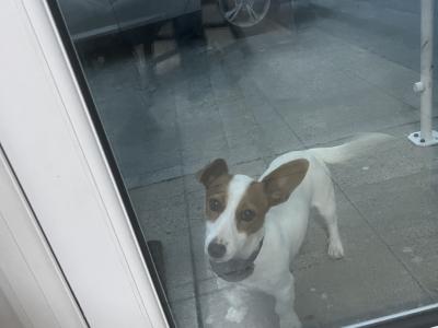 Jack Russell pups for sale