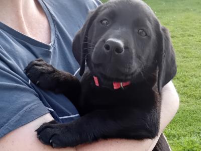 Black Labrador puppies for sale in Tipperary
