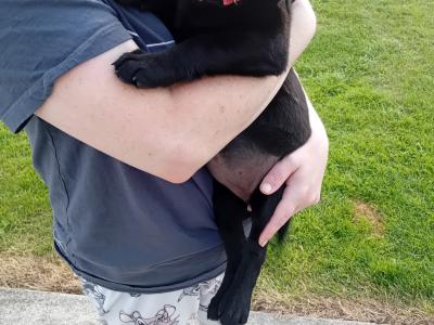 Black labrador pups for sale
