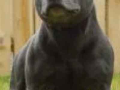 Staffordshire Bull Terrier IKC registered