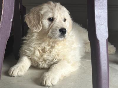 Goldendoodle puppies in Tipperary