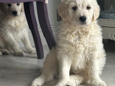 Goldendoodle puppies in Tipperary