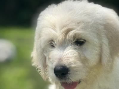 F1 Goldendoodle puppies in Wexford. Health Tested Parents 0871172514