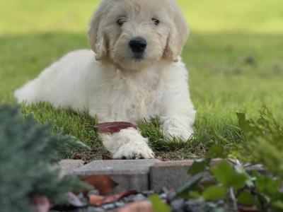 F1 Goldendoodle puppies in Wexford. Health Tested Parents 0871172514