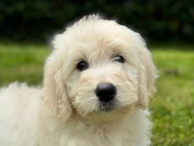 F1 Goldendoodle puppies in Wexford. Health Tested Parents 0871172514