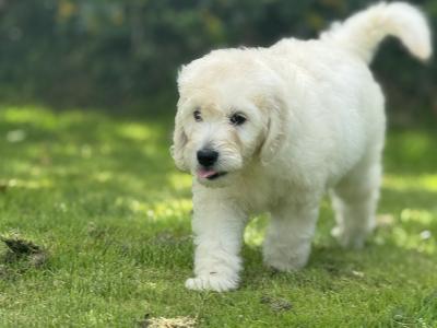 F1 Goldendoodle puppies in Wexford. Health Tested Parents 0871172514